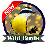 Wild Birds ไอคอน