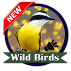 Wild Birds icône