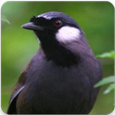 Suara Poksay Gacor Masteran : Suara Burung Poksay APK