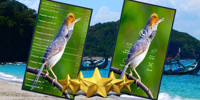 Suara Burung Prenjak Gacor Kicau Prenjak Masteran For Android
