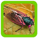 Suara Tonggeret APK