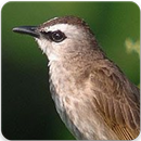 Suara Burung Trucukan Gacor: Master Kicau Trucukan APK