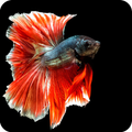 Betta Fish Slider Game