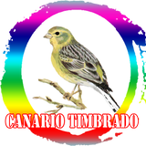 Canto de Canario Timbrado ícone