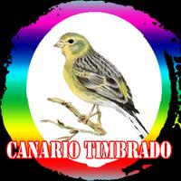 Canto de Canario Timbrado poster