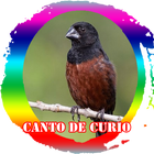 Canto de Curio Campeao آئیکن