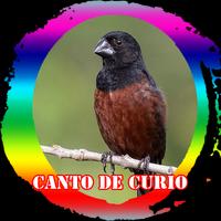 Canto de Curio Campeao اسکرین شاٹ 1
