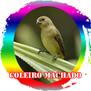 Canto de Femea Coleiro Machado APK