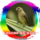 Canto de Femea Coleiro Machado-icoon