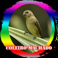 Canto de Femea Coleiro Machado screenshot 1