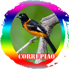 Canto de Femea Corrupiao 아이콘