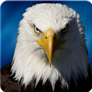 Ultimate Eagle Simulator 3d aplikacja