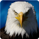 Ultimate Eagle Simulator 3d