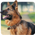 Shepherd Dog Simulator 2017 Zeichen