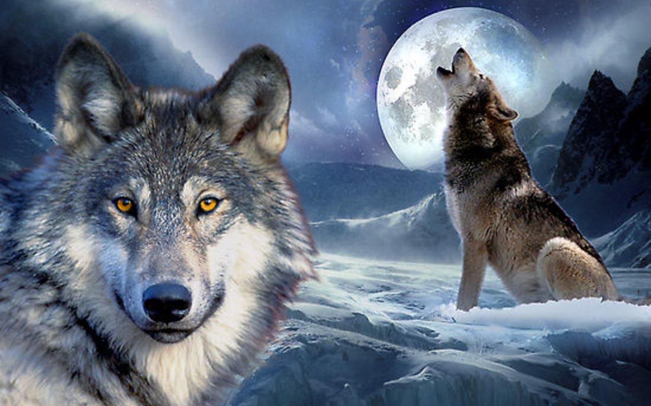 3d Wolf Wallpapers For Android Apk Download