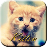 Kitten Sounds أيقونة