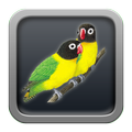 Kicau Lovebird Gacor