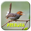 Kicau Prenjak Betina APK