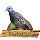 Master Perkutut Om aplikacja