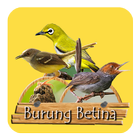 Kicau Burung Betina icon