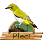 Kicau Pleci Mancay アイコン