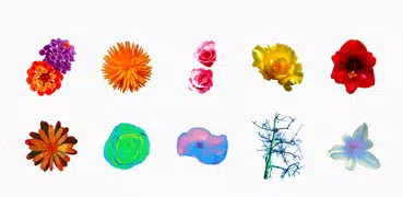 Image Gallery