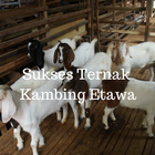 Kambing Etawa ไอคอน