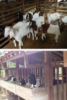 Kambing Etawa ภาพหน้าจอ 1