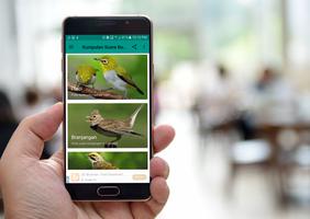 Kumpulan Suara Burung Offline capture d'écran 2