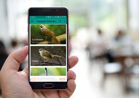 Kumpulan Suara Burung Offline captura de pantalla 3