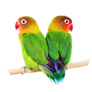 Suara Burung Lovebird Offline aplikacja