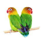 Suara Burung Lovebird Offline 图标