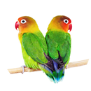 APK Suara Burung Lovebird Offline