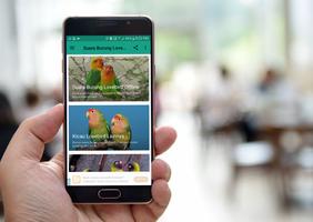 Suara Burung Lovebird Offline plakat