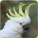 Sulphur Crested Cockatoo Call : Cockatoo Sounds APK