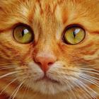 Cats Wallpapers آئیکن