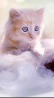 Cats Wallpapers پوسٹر