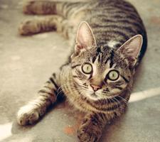 برنامه‌نما Cats Wallpapers عکس از صفحه