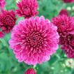 ”Chrysanthemums Wallpapers