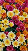 برنامه‌نما Chrysanthemums Wallpapers عکس از صفحه