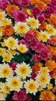 Chrysanthemums Wallpapers ภาพหน้าจอ 2