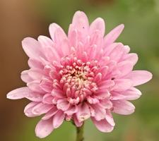 برنامه‌نما Chrysanthemums Wallpapers عکس از صفحه