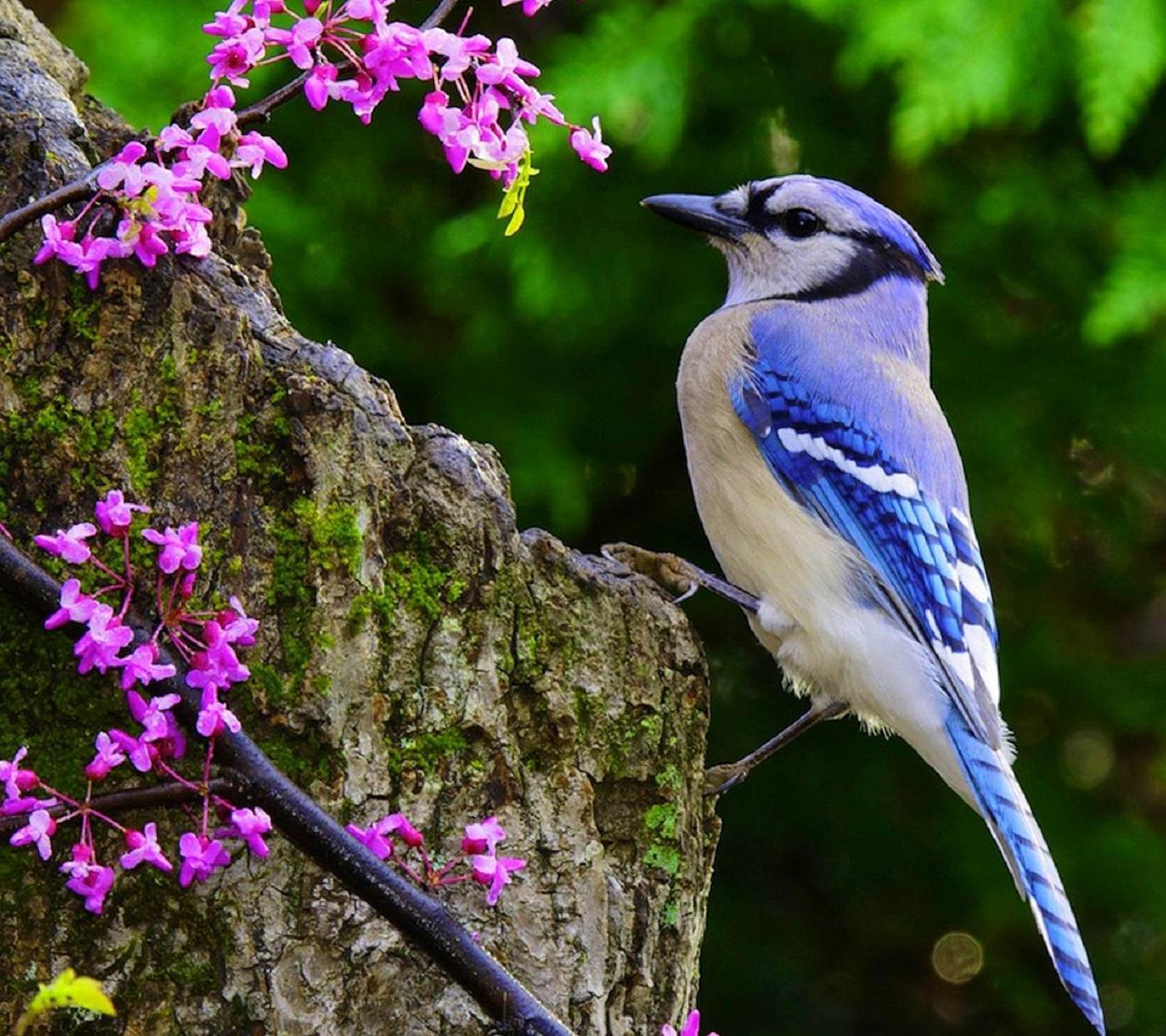 Красивая природа с птицами. Красивые птицы. Птицы фото. Весенние птички.