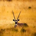 Gazelle Wallpapers আইকন