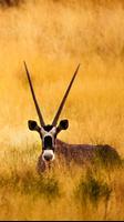 برنامه‌نما Gazelle Wallpapers عکس از صفحه