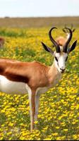 Gazelle Wallpapers স্ক্রিনশট 2