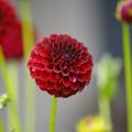 Gardens Wallpapers 4