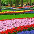 Gardens Wallpapers 图标