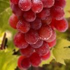 Grape Wallpapers ikona