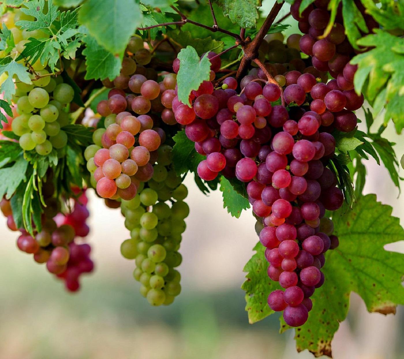 Виноград Vitis